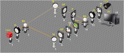 3D digital holographic polarimetry of diffuse optically anisotropic biological tissue object fields